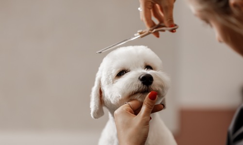 Pet getting groomed