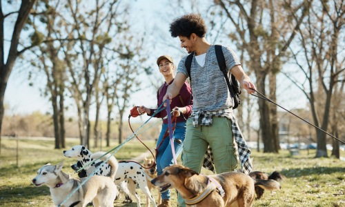 Happy dogs at the park